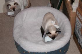more kittens